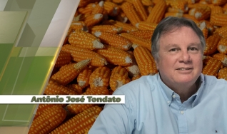 Antônio José Tondato - Produtor Rural - Cândido Mota/SP