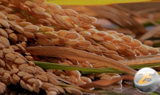 Jorge Freitas - Corretora Arroz Sul