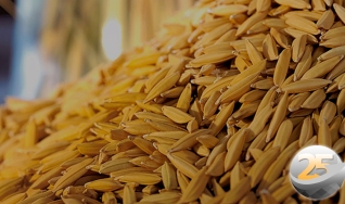 Jorge Freitas - Corretora Arroz Sul