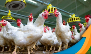 Bruno Pessamilio - Chefe da Divisão de Sanidade de Aves