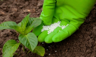 Marcelo Mello - Gerente da Mesa de Fertilizantes na StoneX