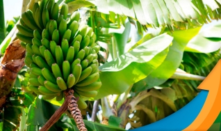 Gelton Guimarães - Pesq. em Solos e Nutrição de plantas na Estação Experimental da Epagri