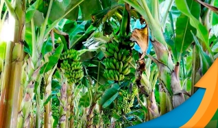 Daniel Teixeira - Especialista Agronômico da Yara Brasil