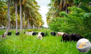 Sabrina Coneglian - Gerente de Novos Negócios da Mosaic Fertilizantes