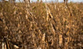 Ênio Fernandes - Consultor em Agronegócio da Terra Agronegócios