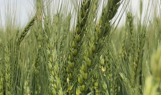 Giovani Faé  e Geomar Corassa - Engenheiro Agrônomo da Embrapa Trigo e Engenheiro Agrônomo da CCGL