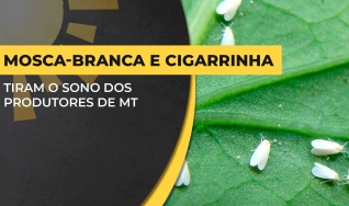 Lucia Vivan - Entomologista da Fundação MT