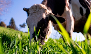 Tiago de Pauli - Eng. Agrônomo e Ger. de Nutrição Animal da Biotrigo Genética