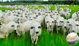 Hyberville Neto - Médico veterinário e diretor da HN AGRO