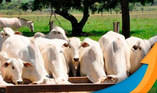 Breno Maia - Mesa de Commodities da Necton Investimentos