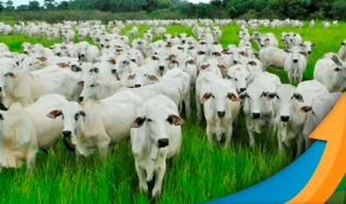 Laura Rezende - Consultora da Agrifatto