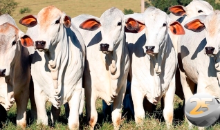 Hyberville Neto - Médico veterinário e diretor da HN AGRO