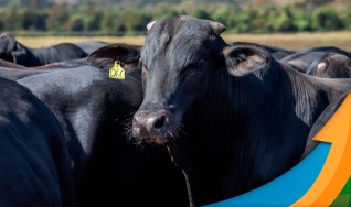 Luciano Vacari - Diretor da Neo Agro Consultoria