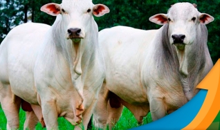 Ronaty Makuko - Consultor Comercial da Pátria Agronegócios
