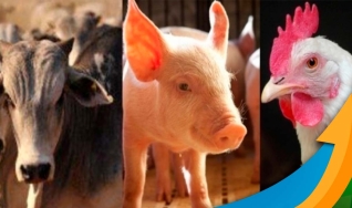 Wagner Hiroshi Yanaguizawa - Analista de Proteína Animal do Rabobank