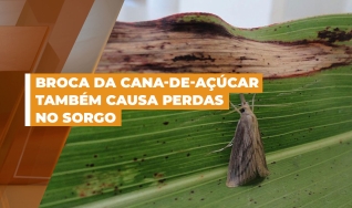 Simone M. Mendes - Pesq. Embrapa Milho e Sorgo