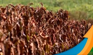 Lucas Lancha Mei Alves de Oliveira - Diretor Agrícola da Agropecuaria Labareda