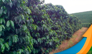 Guy Carvalho - Produtor de Cafés Especiais