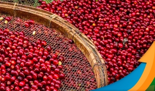 Sandra Moraes - Gerente de Cafés Especiais da Expocaccer