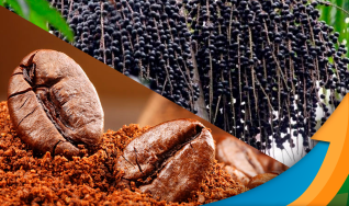 Café e açaí brasileiros atraem a atenção do mercado chinês, abrindo oportunidade para exportadores