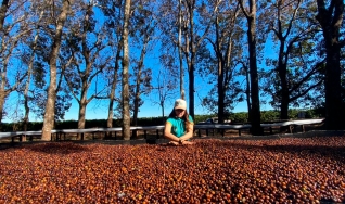 Cafeicultura Regenerativa:  Reduz custos, ajuda ecossistema e atende demanda exigente do mercado