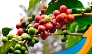 Lucas Bartelega - Engenheiro Agrônomo,  pesquisador da Fundação Procafé