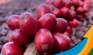 Juan Ravain - Produtor de café e presidente da Caferon
