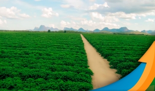 Roberto Thomaziello - Engenheiro agrônomo e Consultor em Cafeicultura