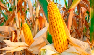 Stefan Podsclan - Consultor de Grãos e Projetos na Agrifatto