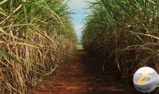 Ricardo Lopes - Diretor Agrícola da Raízen