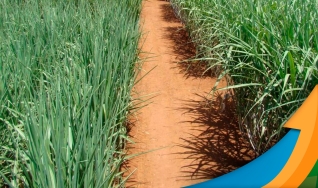 Carlos Simões - Diretor de TI, BSC e Negócios agrícolas da Tereos