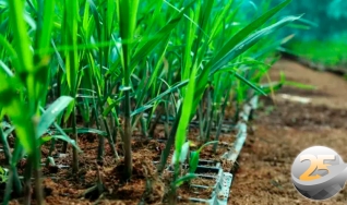 Carolina Marquez Mollon - Agrônoma de Campo da Linha Cana da Corteva Agriscience
