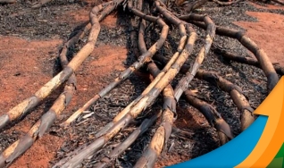Propriedade de 700 ha de cana-de-açúcar é dizimada com incêndio no interior de SP