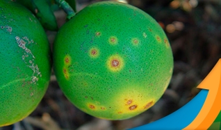 Fábio Maia - Gerente de Portfolio Frutas e Vegetais da Bayer