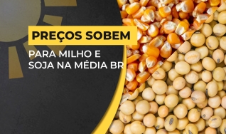Matheus Pereira