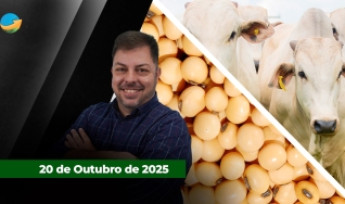 Fechamento de Mercado - Programa Completo
