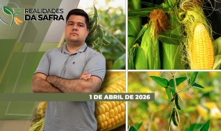 Realidades da Safra - Notícias Agrícolas