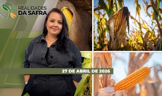 Realidades da Safra - Notícias Agrícolas