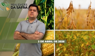 Realidades da Safra - Notícias Agrícolas