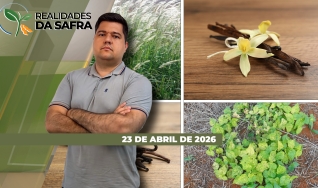 Realidades da Safra - Notícias Agrícolas