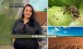 Realidades da Safra - Notícias Agrícolas