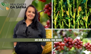 Realidades da Safra - Notícias Agrícolas