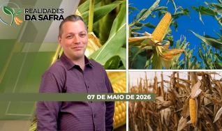 Realidades da Safra - Notícias Agrícolas