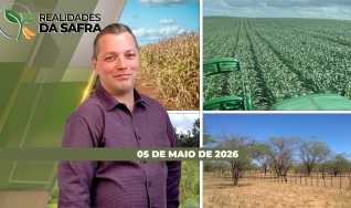Realidades da Safra - Notícias Agrícolas