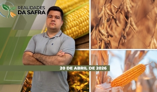 Realidades da Safra - Notícias Agrícolas
