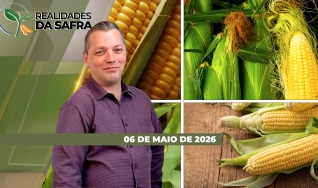 Realidades da Safra - Notícias Agrícolas