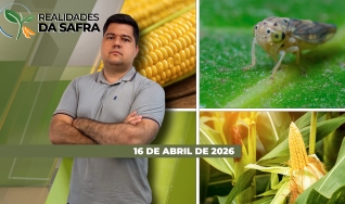 Realidades da Safra - Notícias Agrícolas