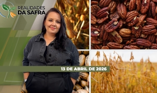 Realidades da Safra - Notícias Agrícolas
