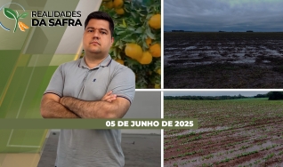 Realidades da Safra - Notícias Agrícolas