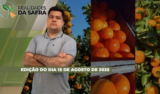 Realidades da Safra - Notícias Agrícolas